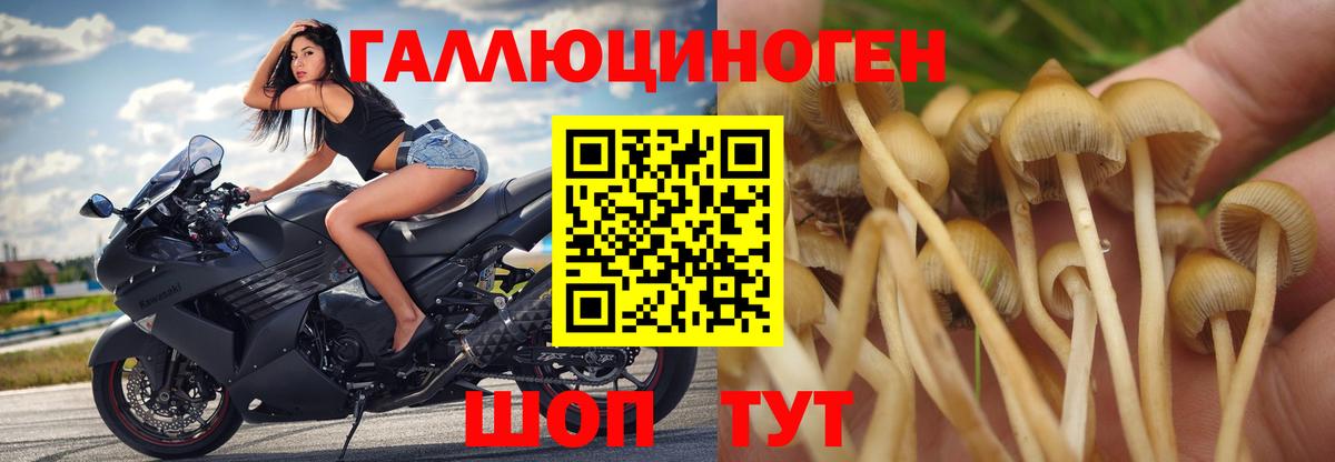 Псилоцибиновые грибы прущие грибы Кинешма
